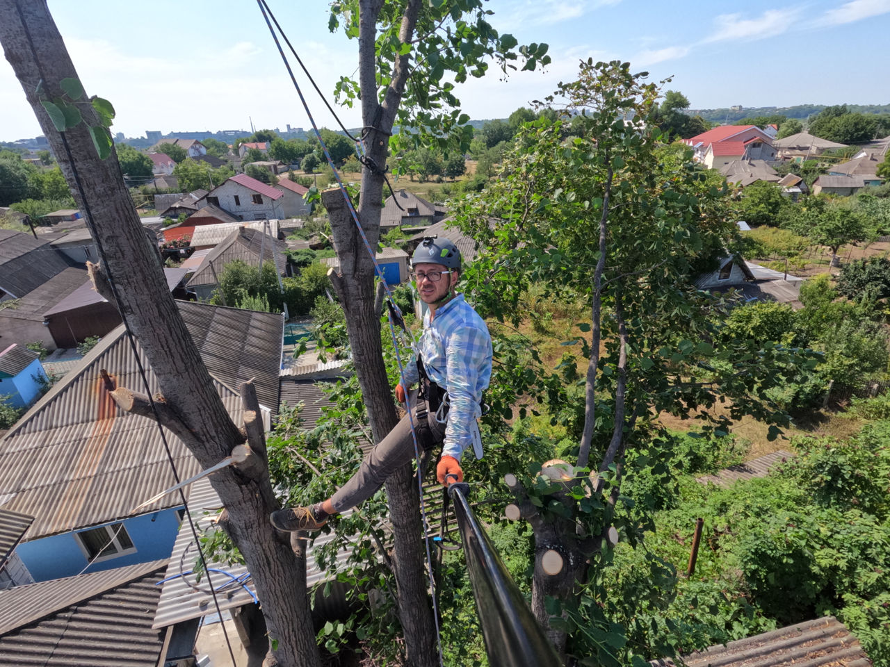 Defrisare arbori de orice dimensiuni si greutate.Arborist/Распиловка деревьев в труднодоступных мест foto 1