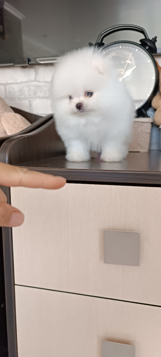 Мини померанский шпиц (mini-toy) foto 2