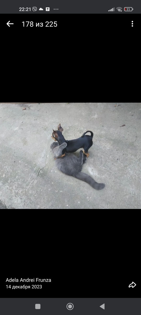 Cățeluși de buzunar! foto 6