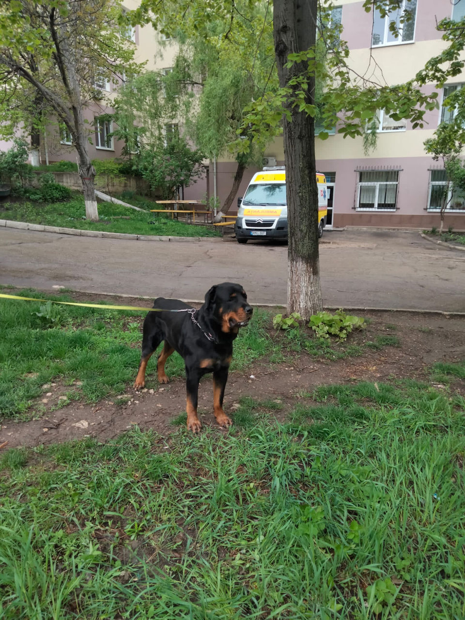 Вязка Ротвейлер крупный