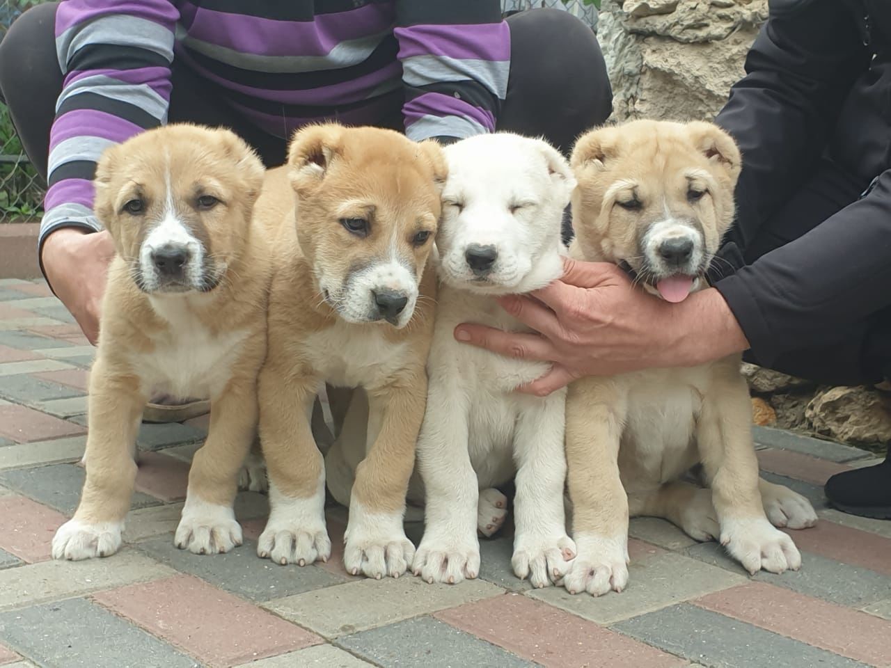 алабай собака фото цена