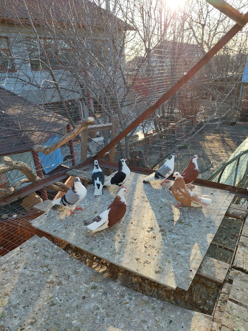 Porumbei Jucatori de Galati foto 6