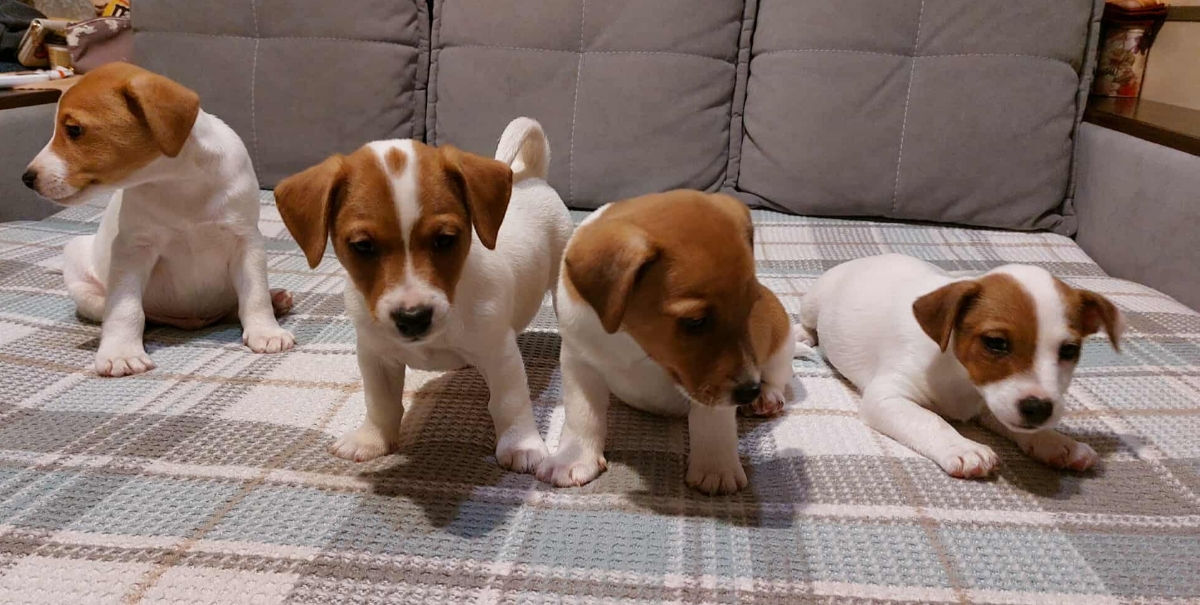 Vând căței jack russell terrier, născuți la 15 august. Or. Soroca foto 0