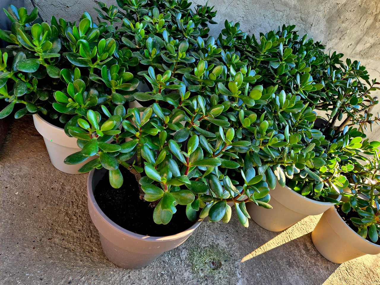 Vand floarea ce aduce bani in casa! Cadou excelent ! foto 2