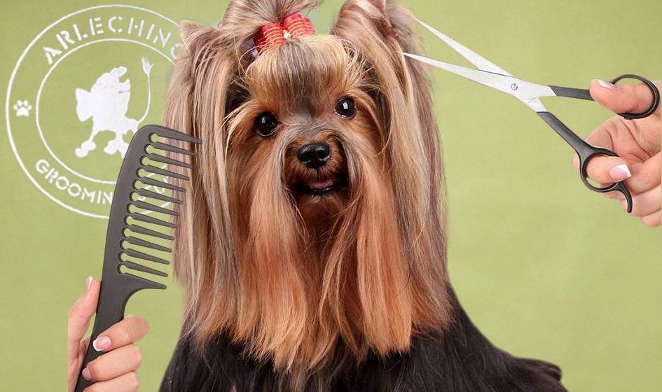 "Arlechino Grooming Studio". Buiucani. Îngrijirea cainilor si a pisicilor. foto 0