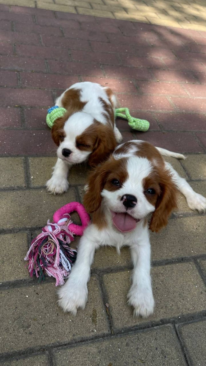 Кавалер чарльз кинг спаниель Cavalier King Charles Spaniel foto 9