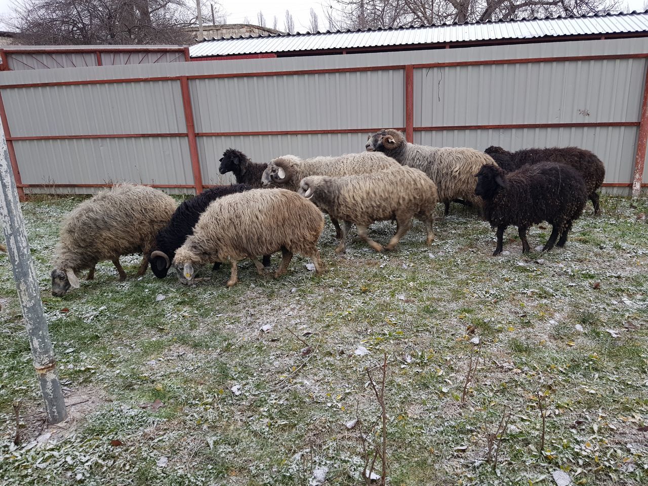 Cumpar oi berbeci cirlani si capre tapi la carne! ofer pret bun ! foto 4