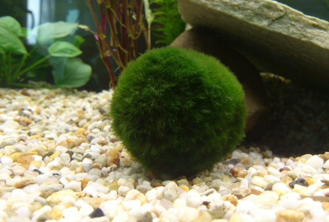 Plante acvariu: Anubias - 50 lei, Clodophorya - 50 lei, Cryptocoryne Wendtii - 30 lei. foto 1