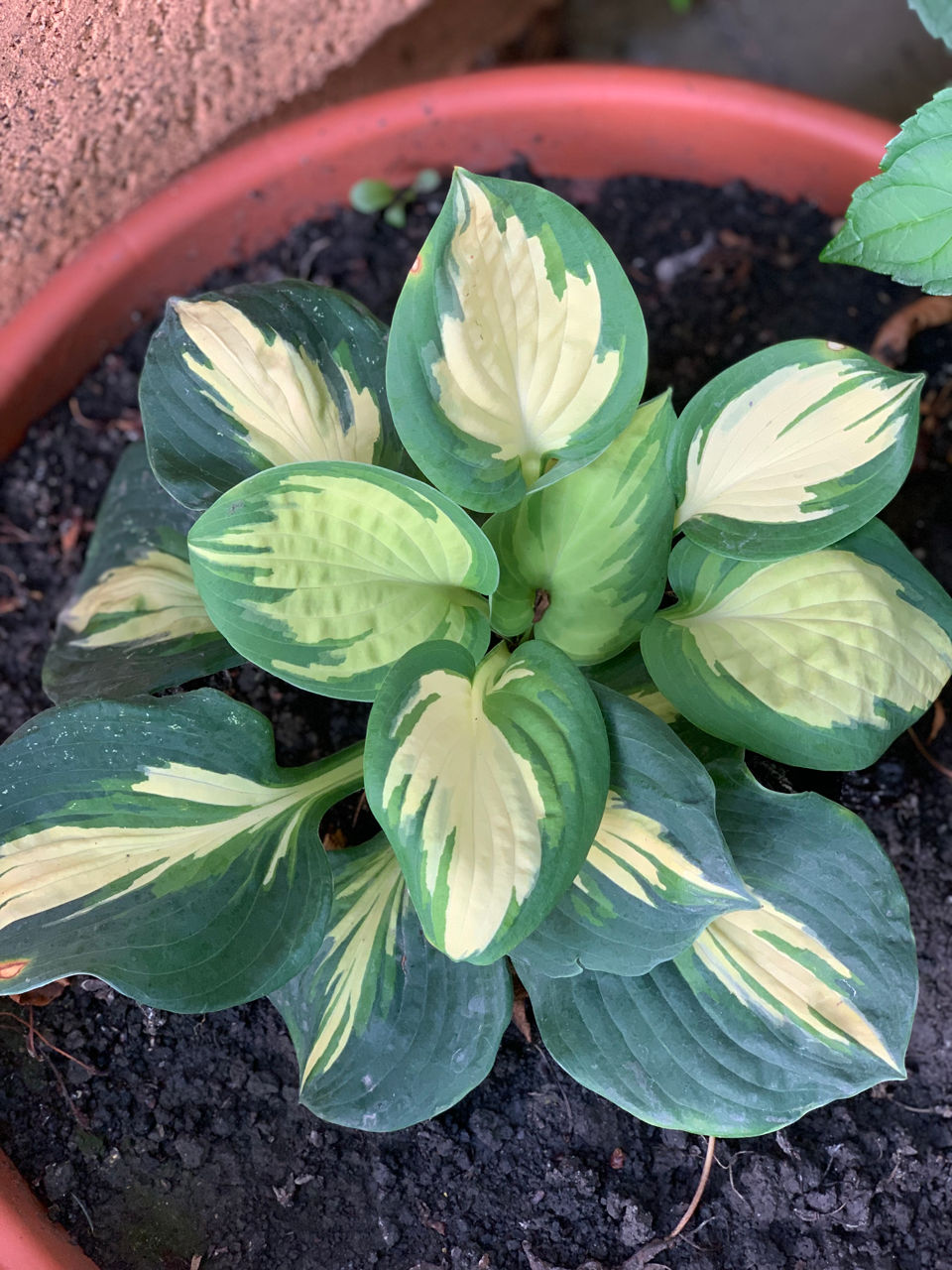 Vand diverse plante foto 9