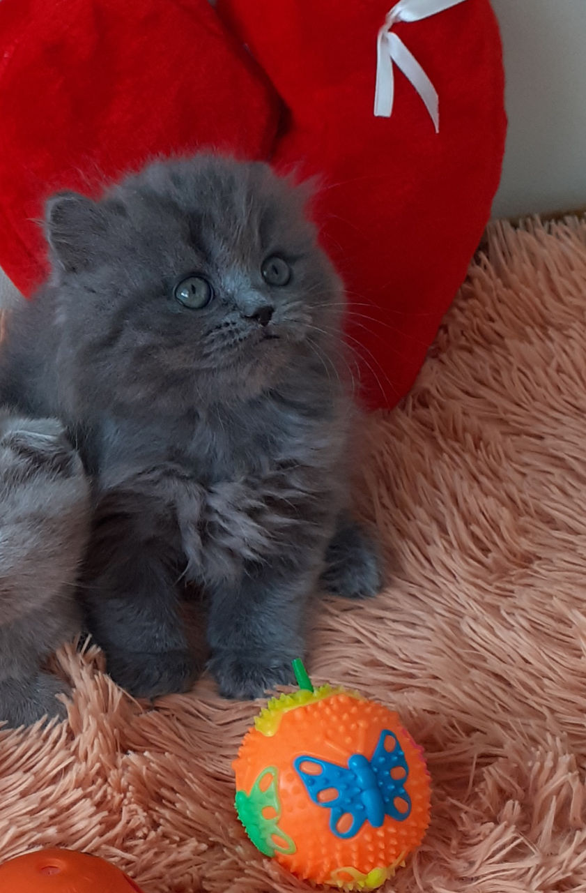 Шотландский котик