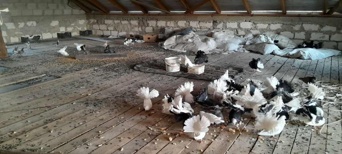 Vind hulubi pavlinii cu 200 lei perechia sau la schimb pe ceriale foto 2