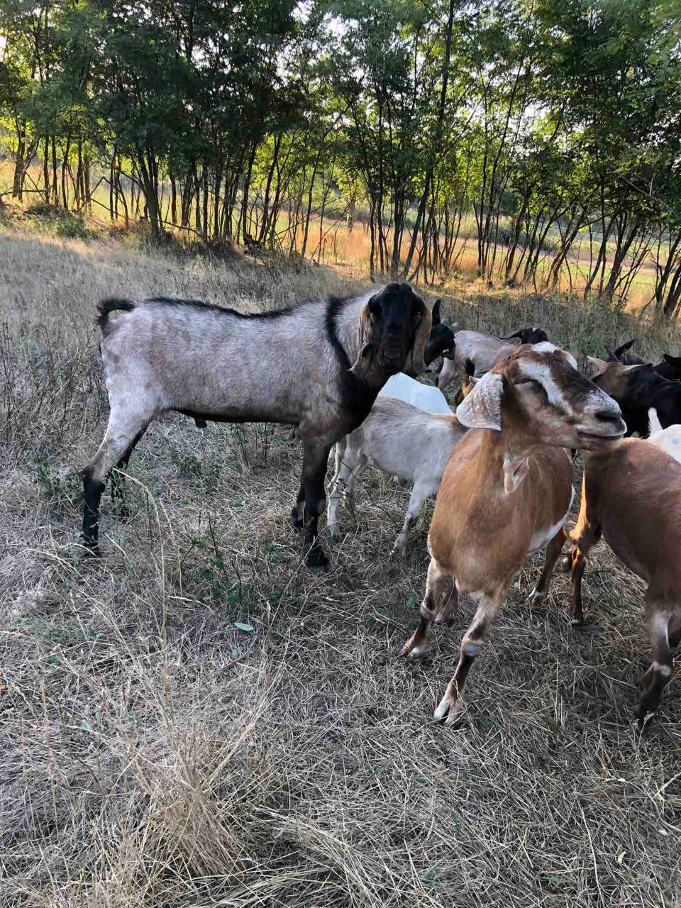 Продам англонубийского козла