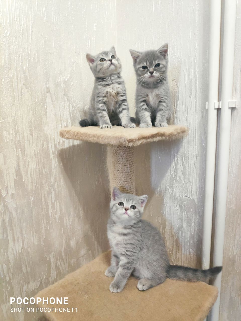 Шотландские котята - Скоттиш Страйт.