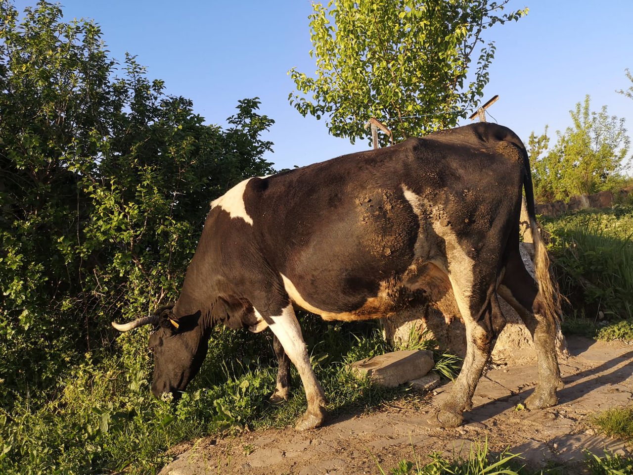 Фото две коровы