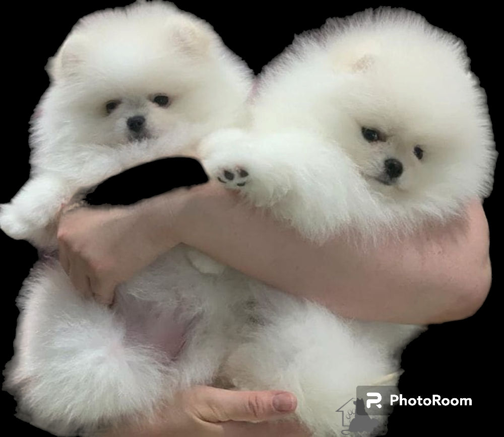 Мини(toi spitz Pomeranian) foto 7