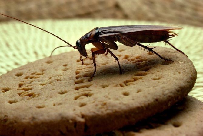 Combatem: Gindaci de bucatarie, Plosnite, Purici, Soareci, Sobolani, Carii de lemn, Viespi, si alte foto 1