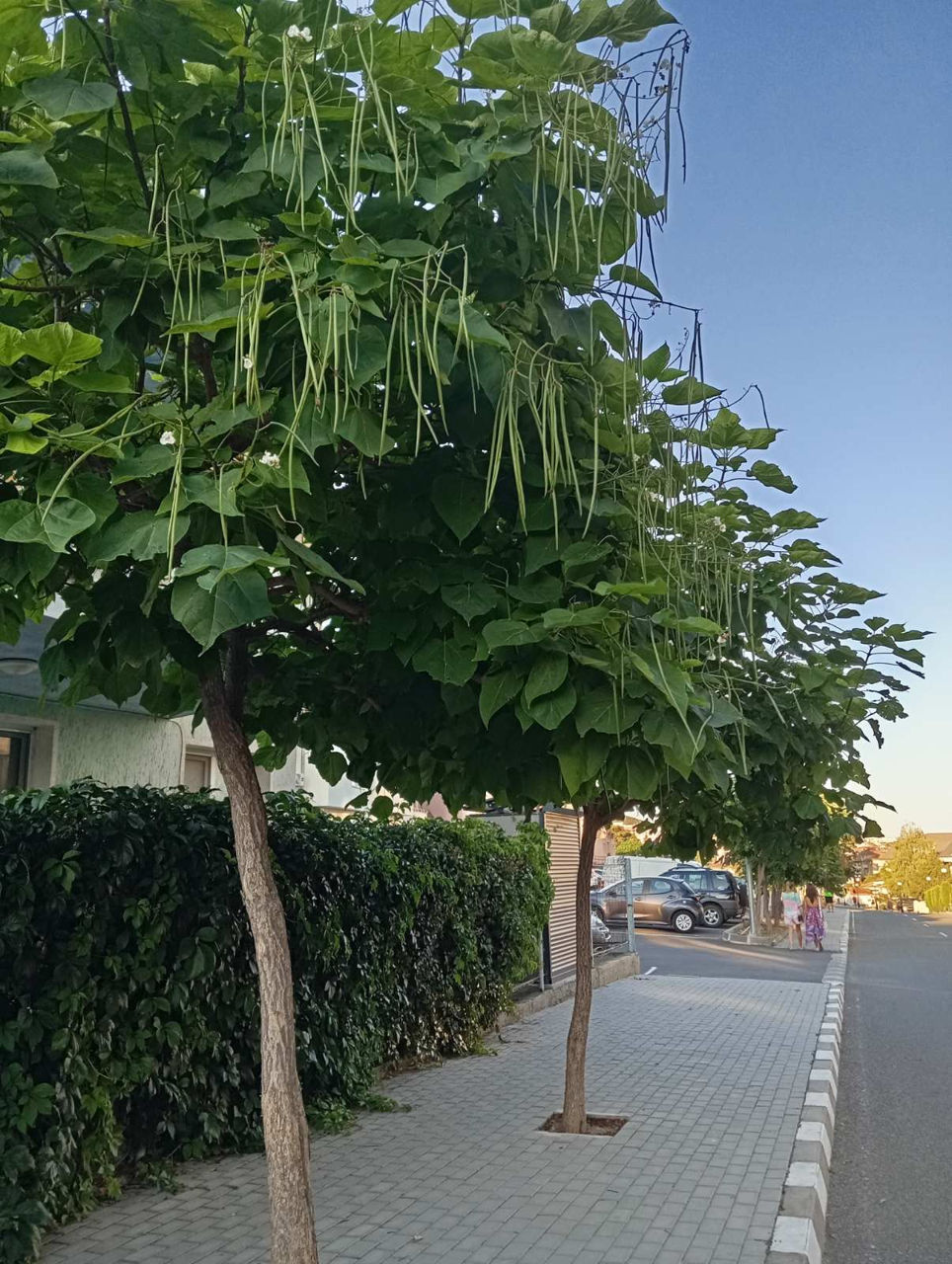 Catalpa foto 0
