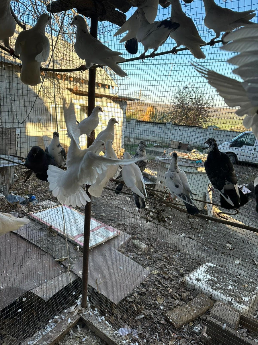 vind hulubi (porumbei) 40 lei bucata foto 0