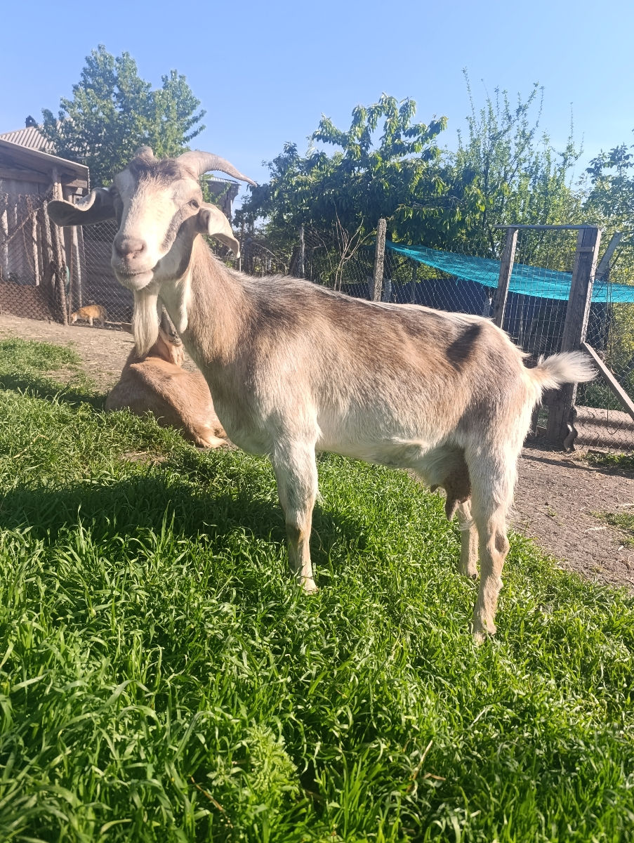 Căpriță de vinzare foto 1