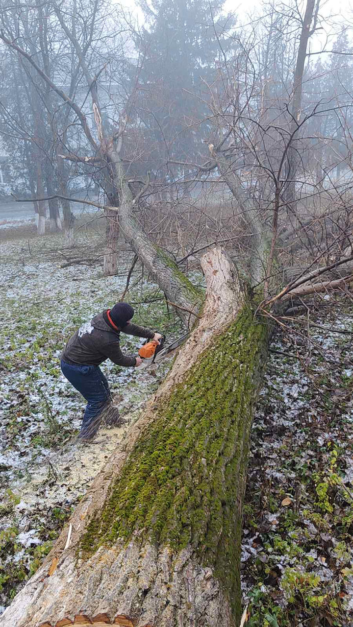 Удаление деревьев! foto 14