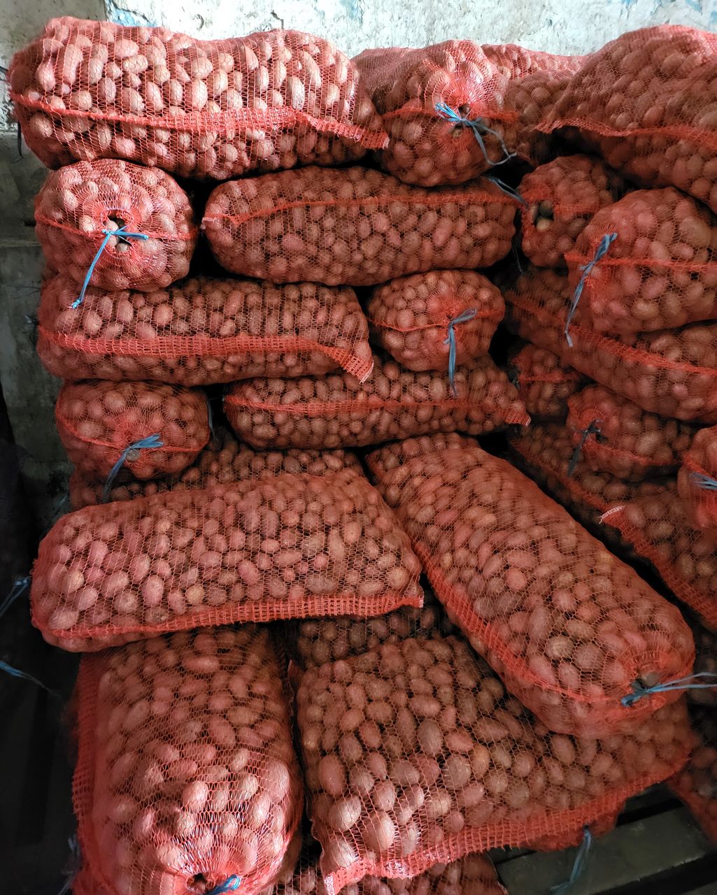Продам семенную картошку