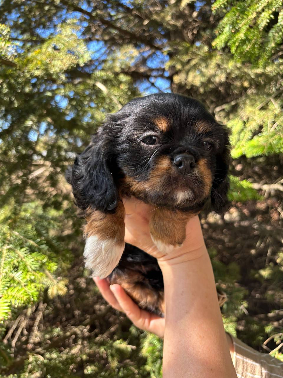 Cavalier King Charles Spaniel cățeluși foto 3