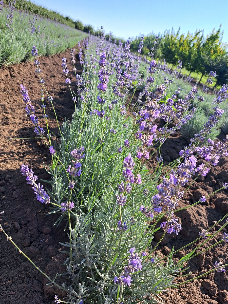 Lavanda foto 4