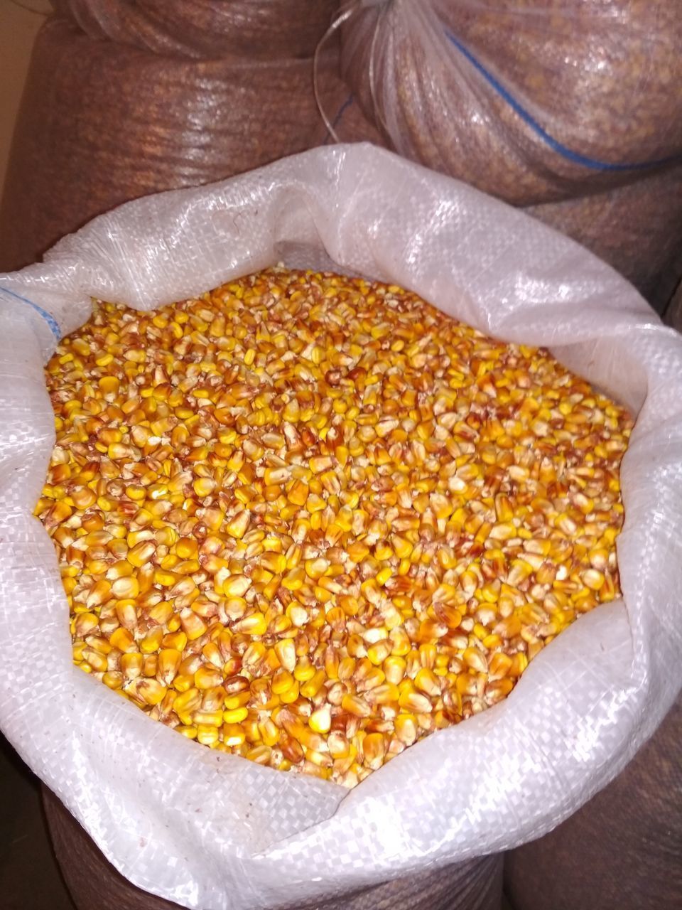 Продам зерно конопли как выращивают конопля анаша