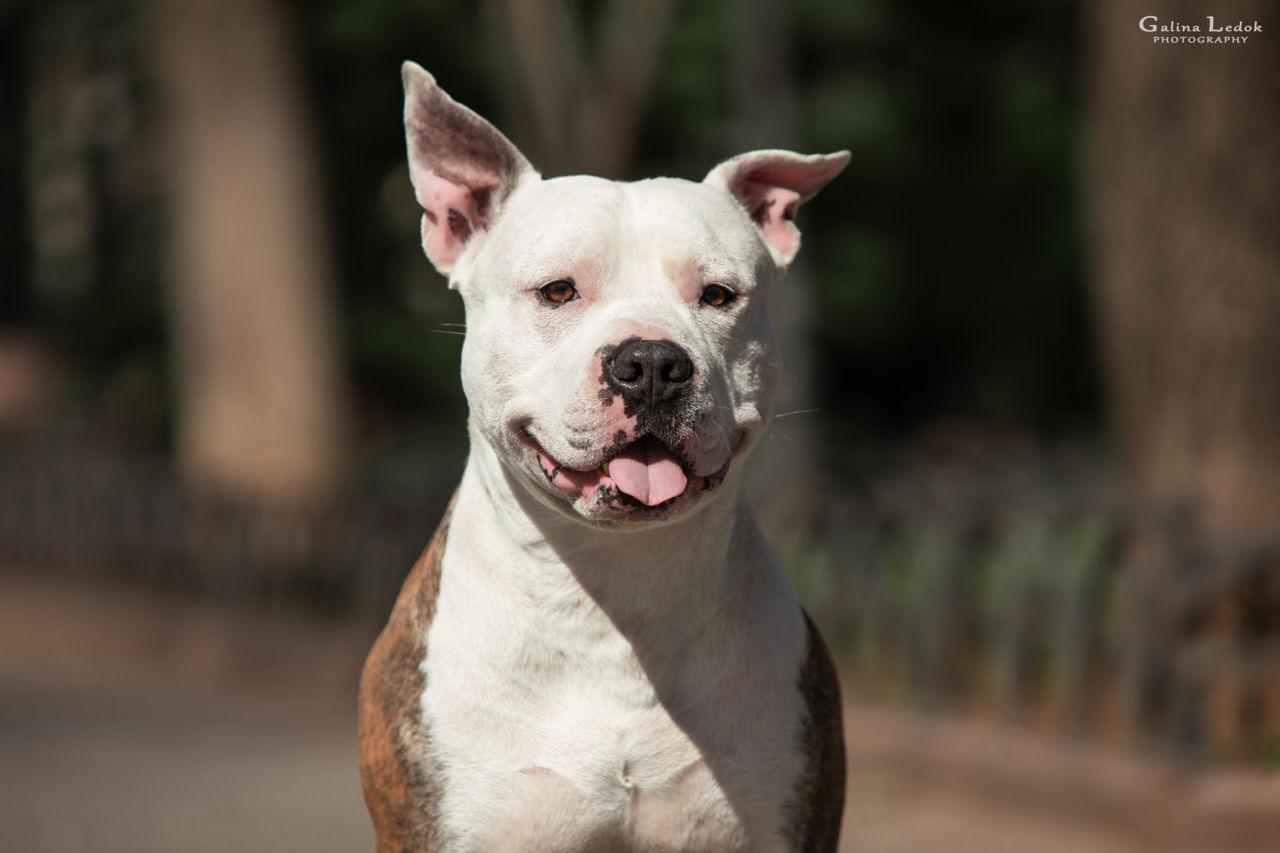 Вязка. Чистокровный Стаффорд. Amstaff с родословной foto 4