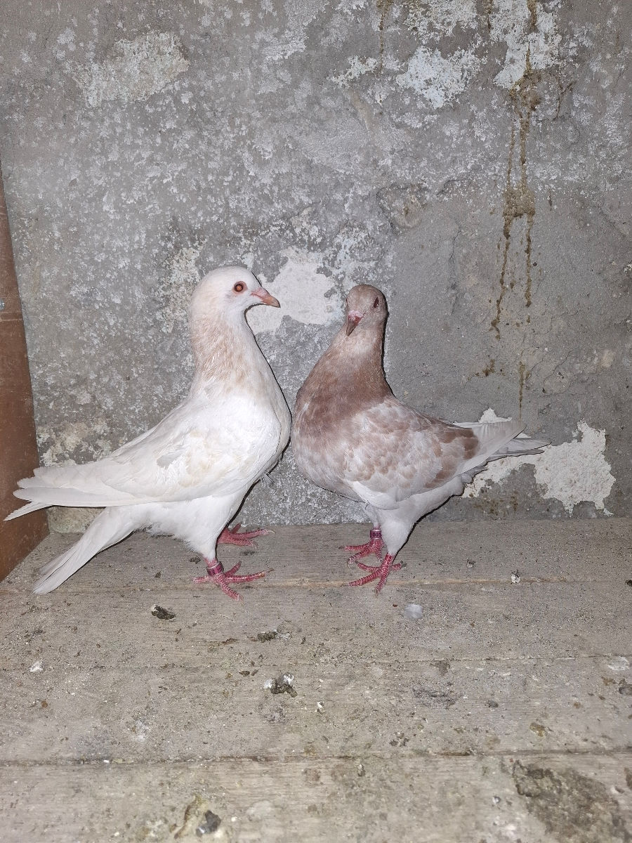 🕊️ Porumbei de rasă – King și Texani, talie mare 🕊️

 foto 6