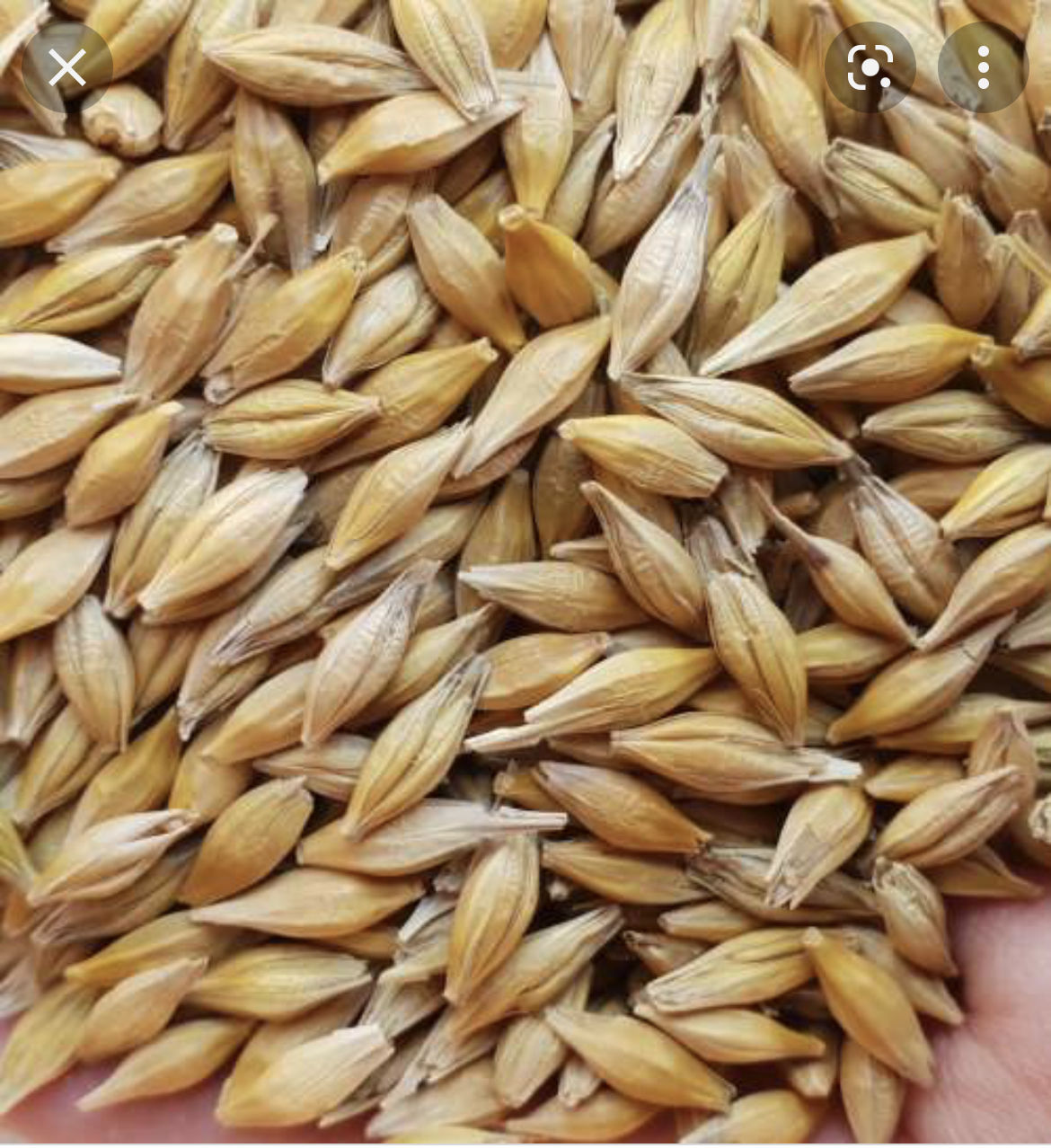 Ячмень для посева 2 репродукция .. 6-9 тонн