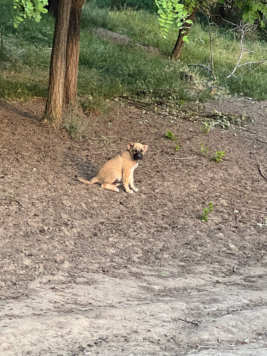 Vind Caței Rasa Kangal foto 1