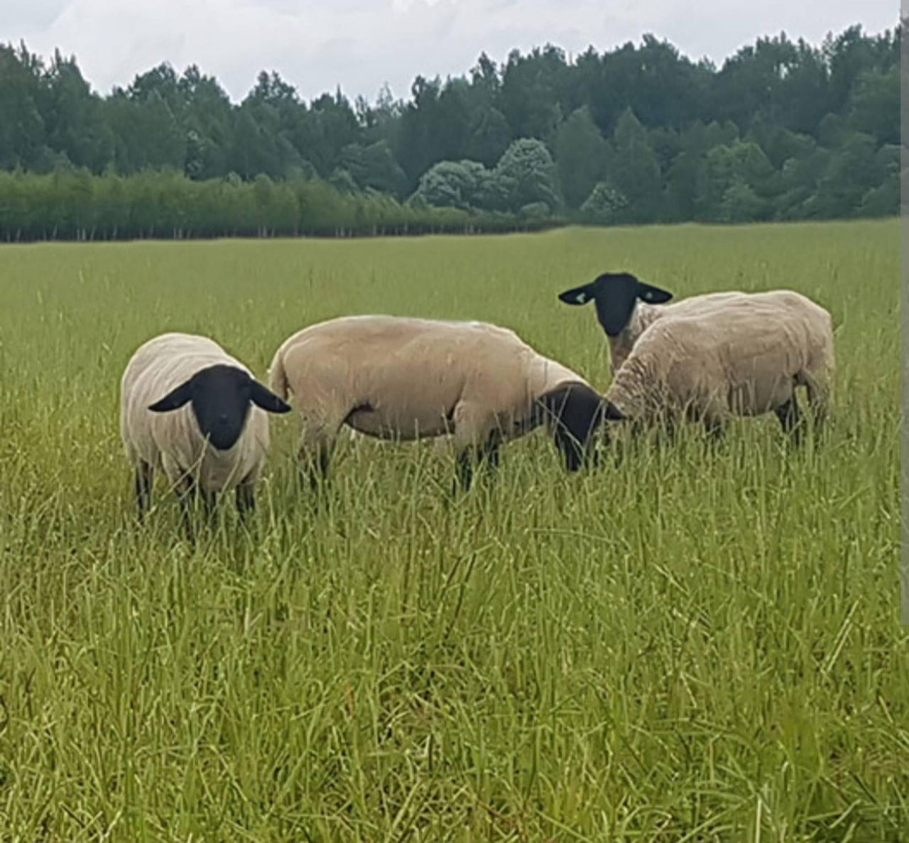 Продам овец Саффолк Английский.