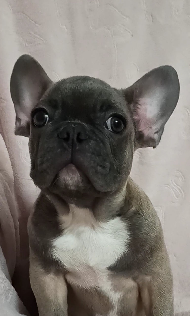 French Bulldog Щенки foto 0