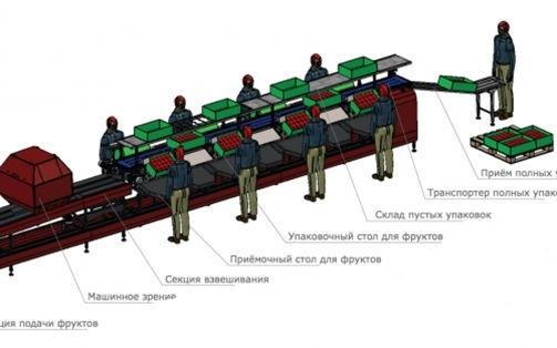 Сортировочные линии, линии для упаковки в пакетах, линии для чистки и нарезки яблок foto 0