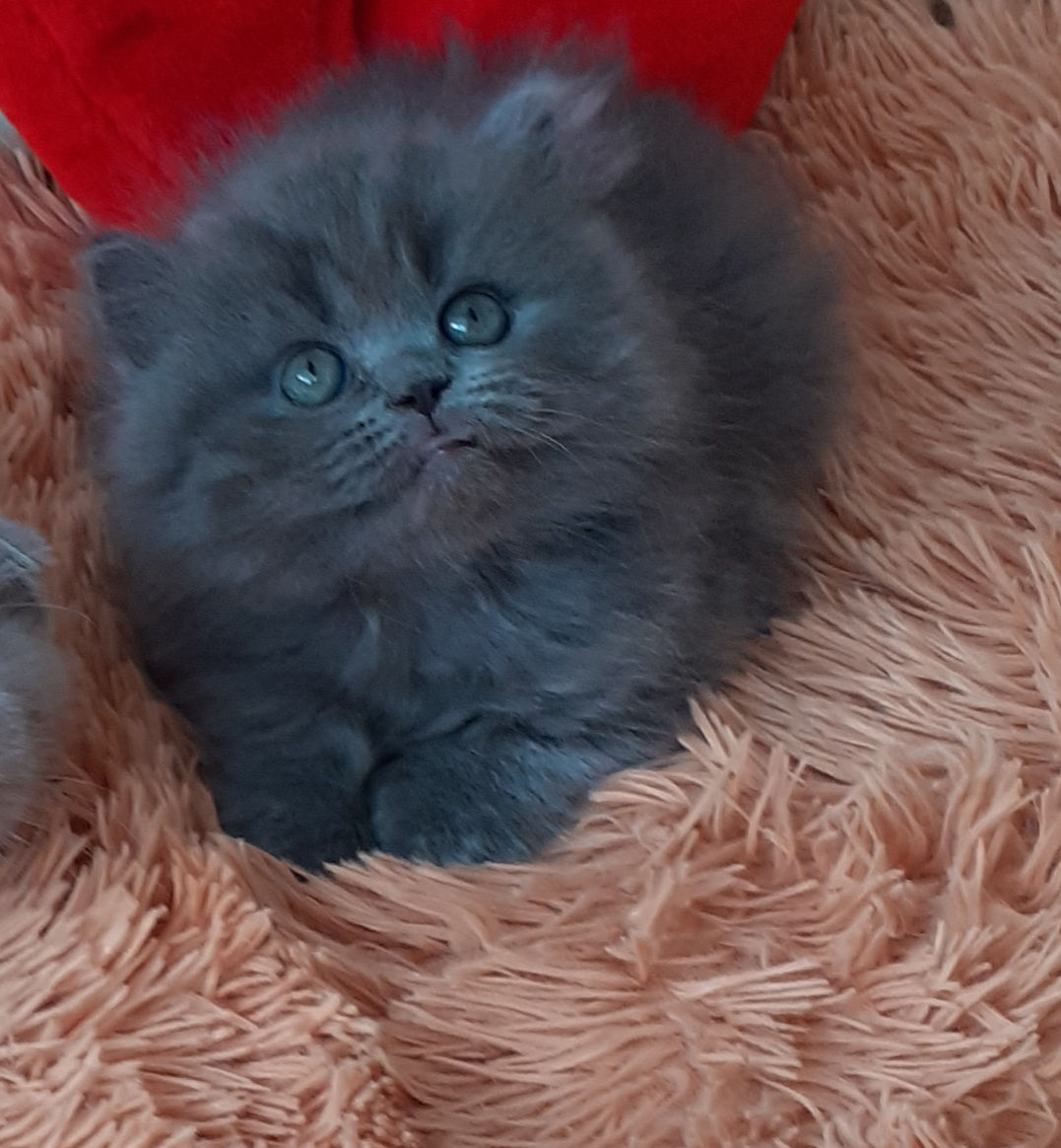 Шотландский котик