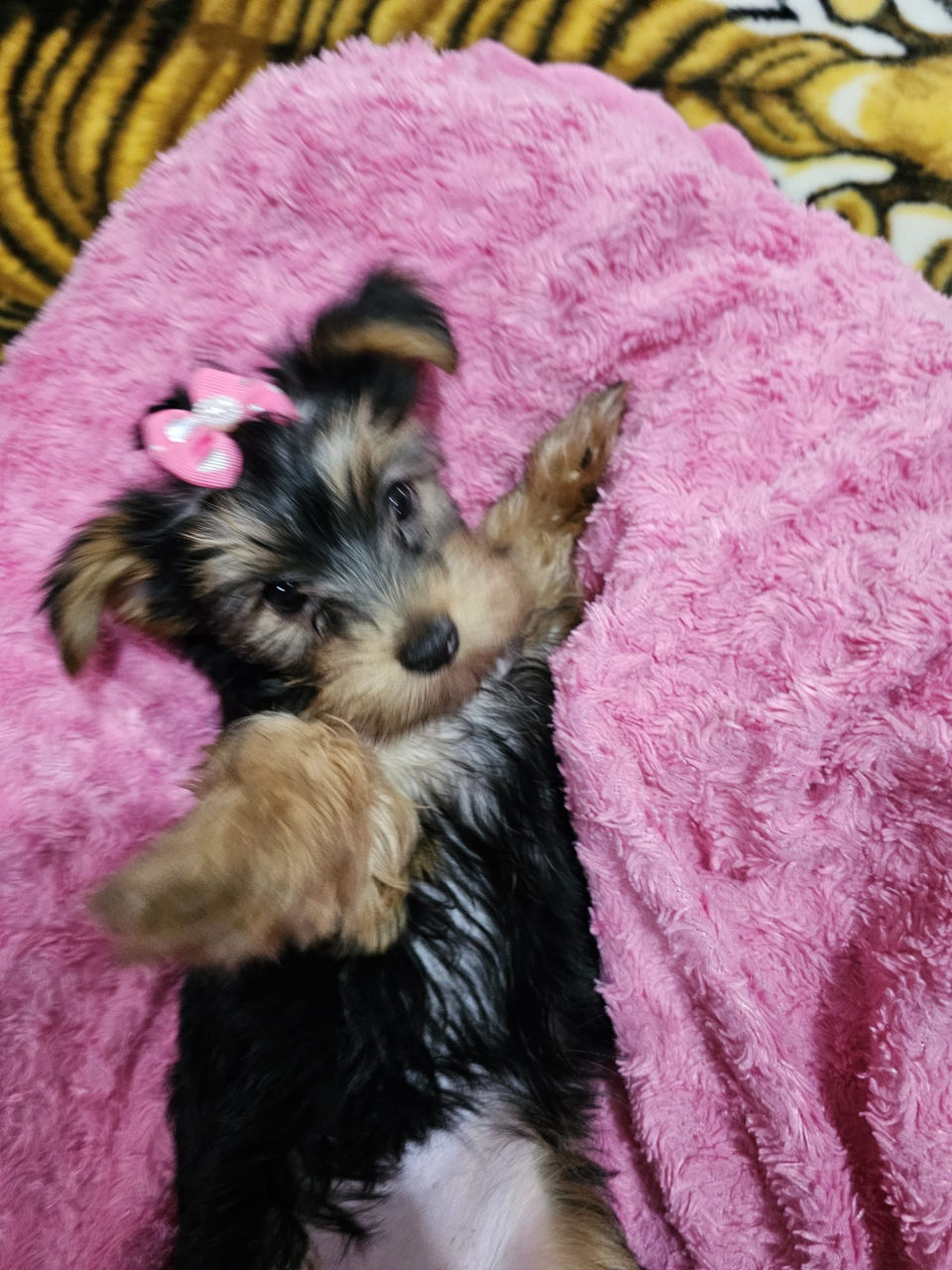 Urgent! Vând Cățea Yorkshire Terrier foto 1