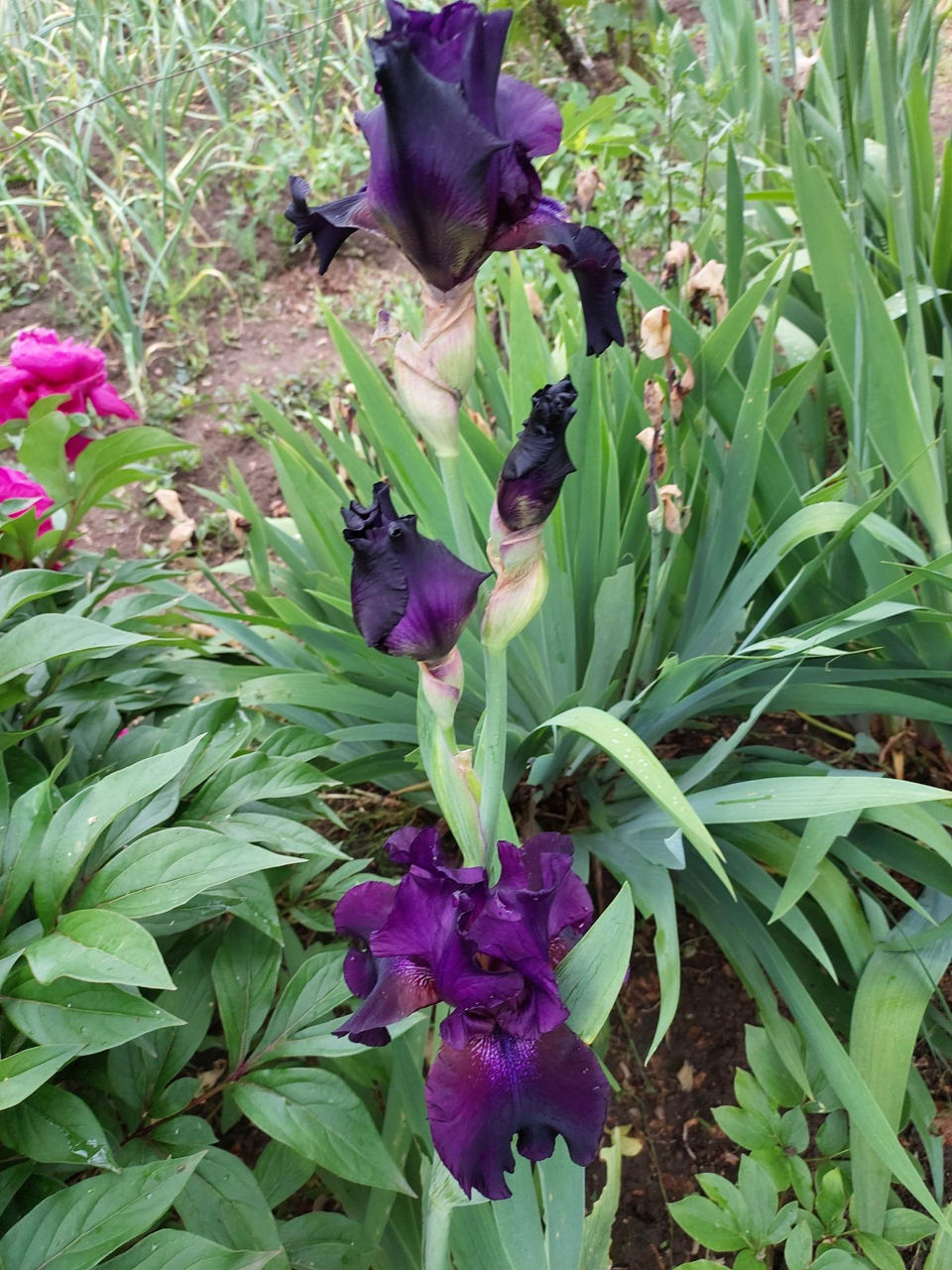 Iris Germanica. foto 1
