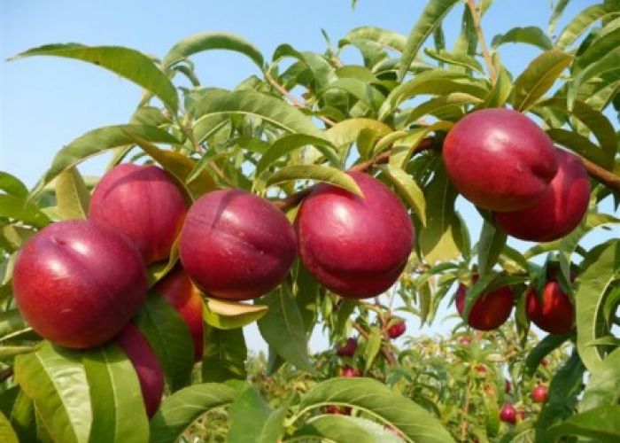 Pomi fructiferi persic Spring Crest фото 4