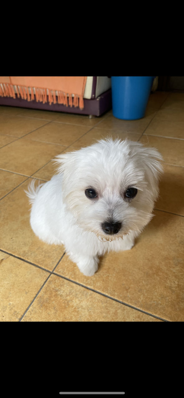 Bichon Maltese/Maltez rasa curata Бишон Мальтийская/Мальтийская