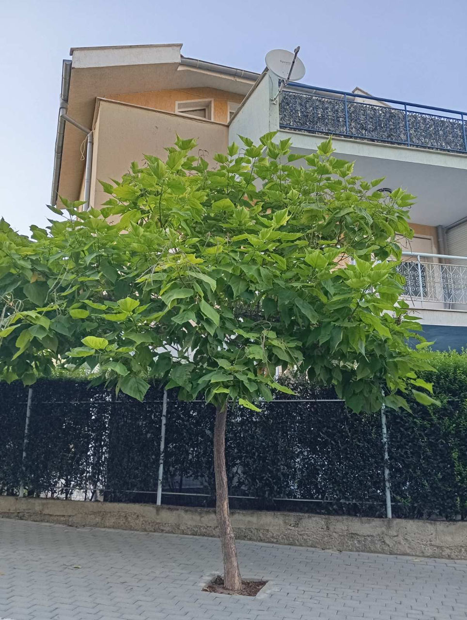 Catalpa foto 2