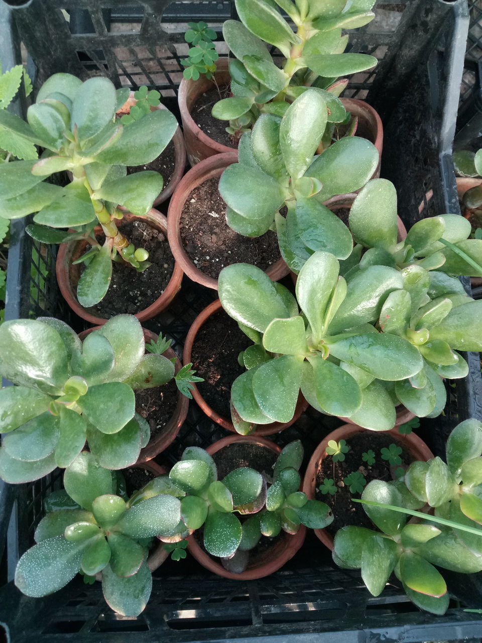 Crassula ovata (Денежное дерево) foto 2