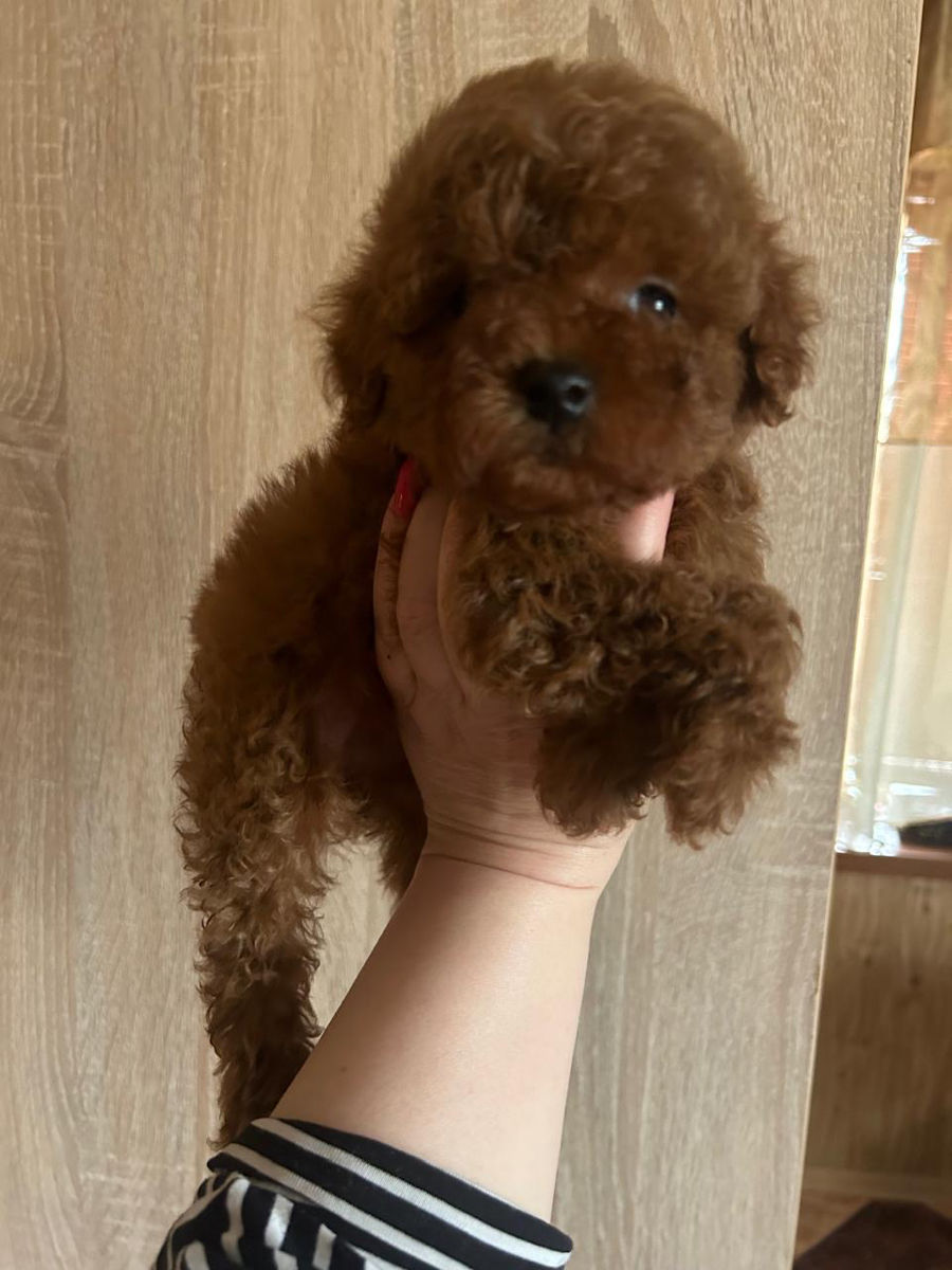 Toy poodle (pudel) foto 1