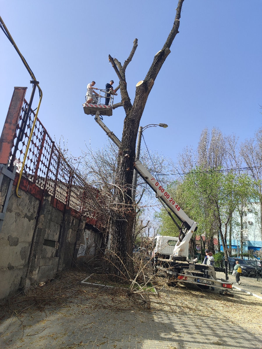 Doborîm arbori foarte mari și greu accesibili , lucrăm cu macaraua și autoturnul. foto 5