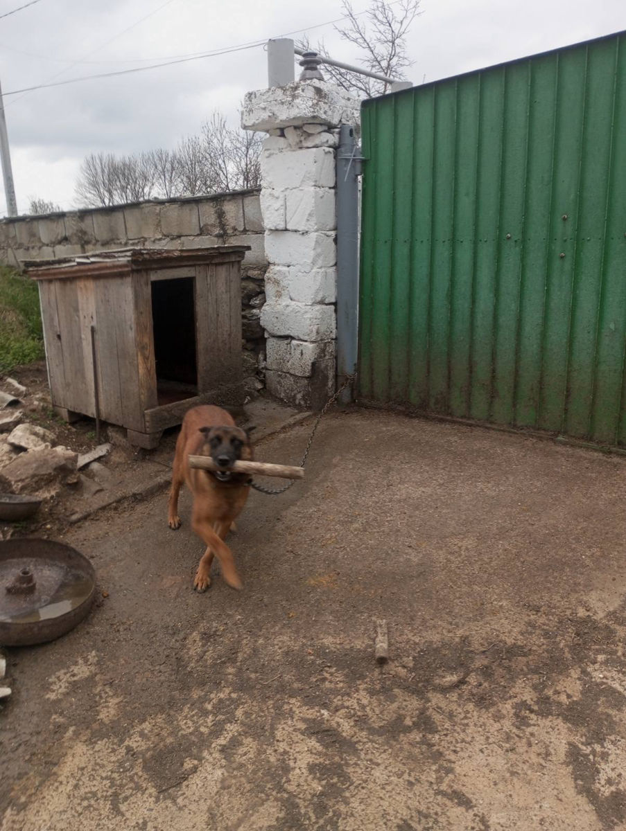 Vând câine ciobănesc belgian malinois  foto 1