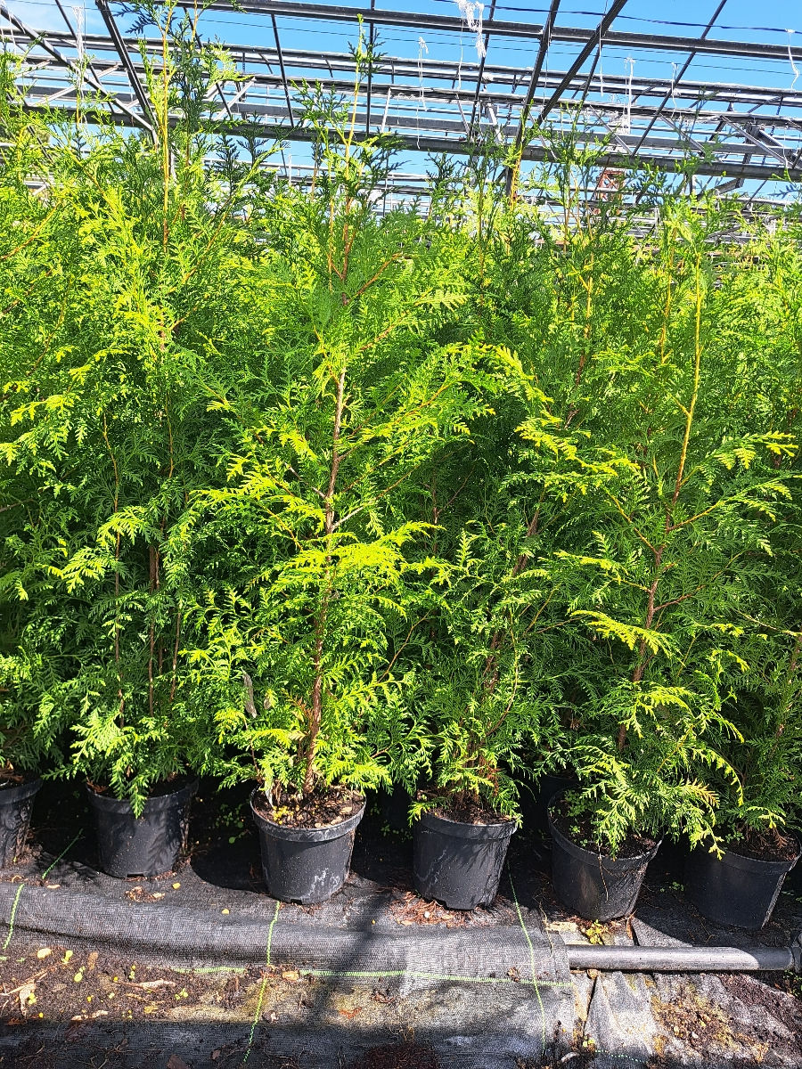 Thuja Brabant foto 4