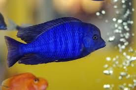 Малави фото 0