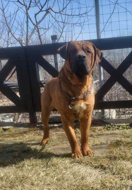 вязка, южно африканский мастиф, бурбуль, boerboel. молодой красивый парень foto 0