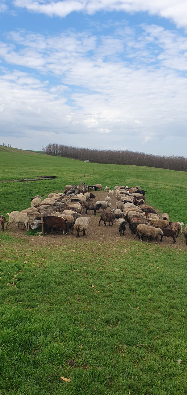 Ovine  фото 0