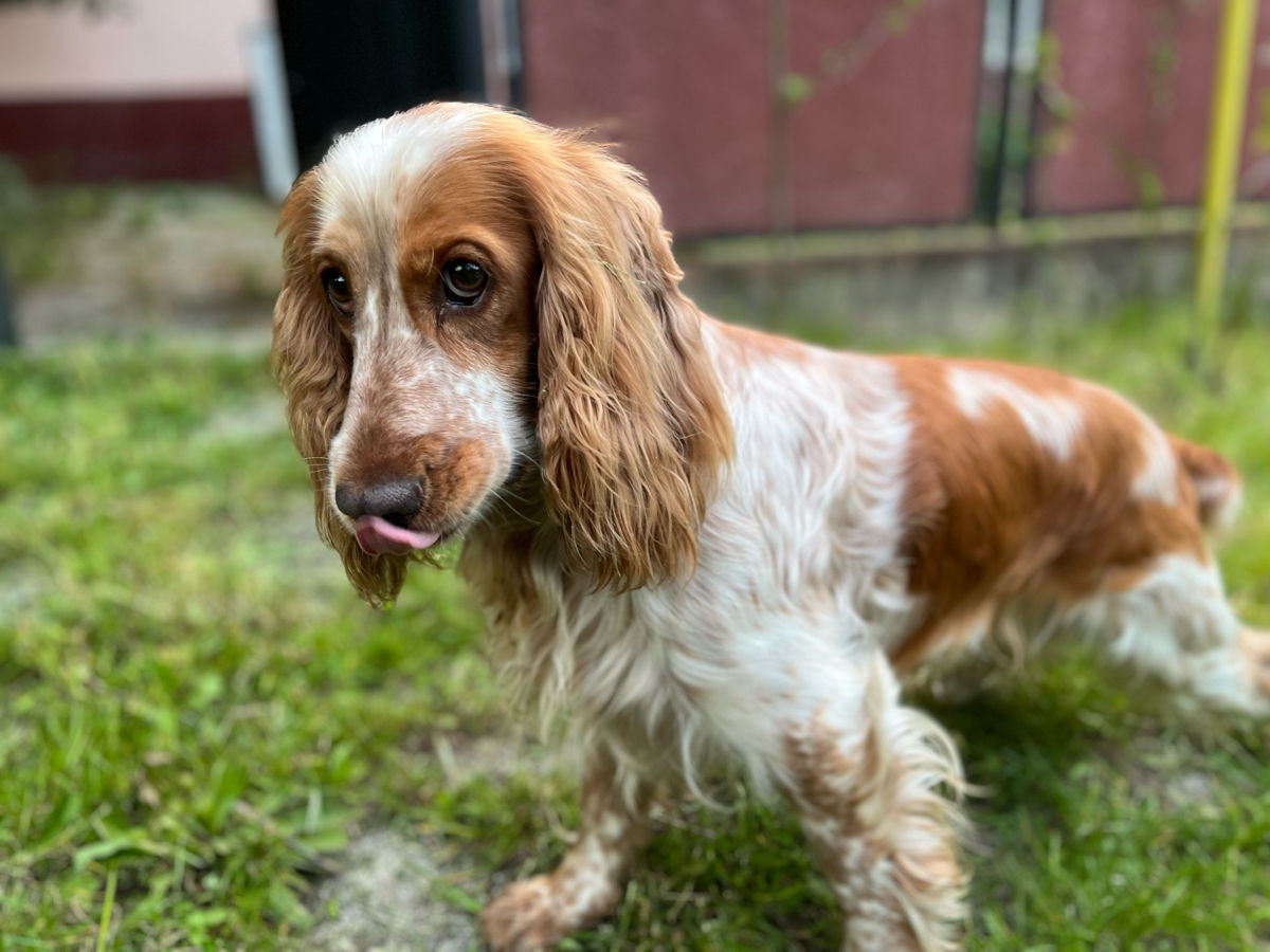 Cățeluși de Cocker Spaniel foto 0